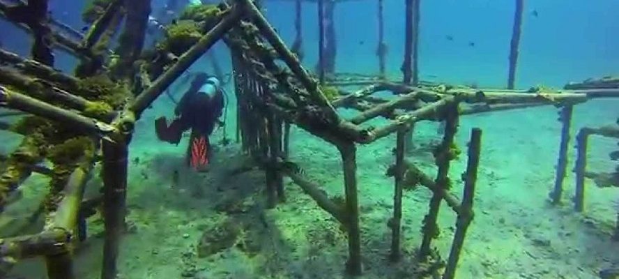 Diving_at_Tioman_Island